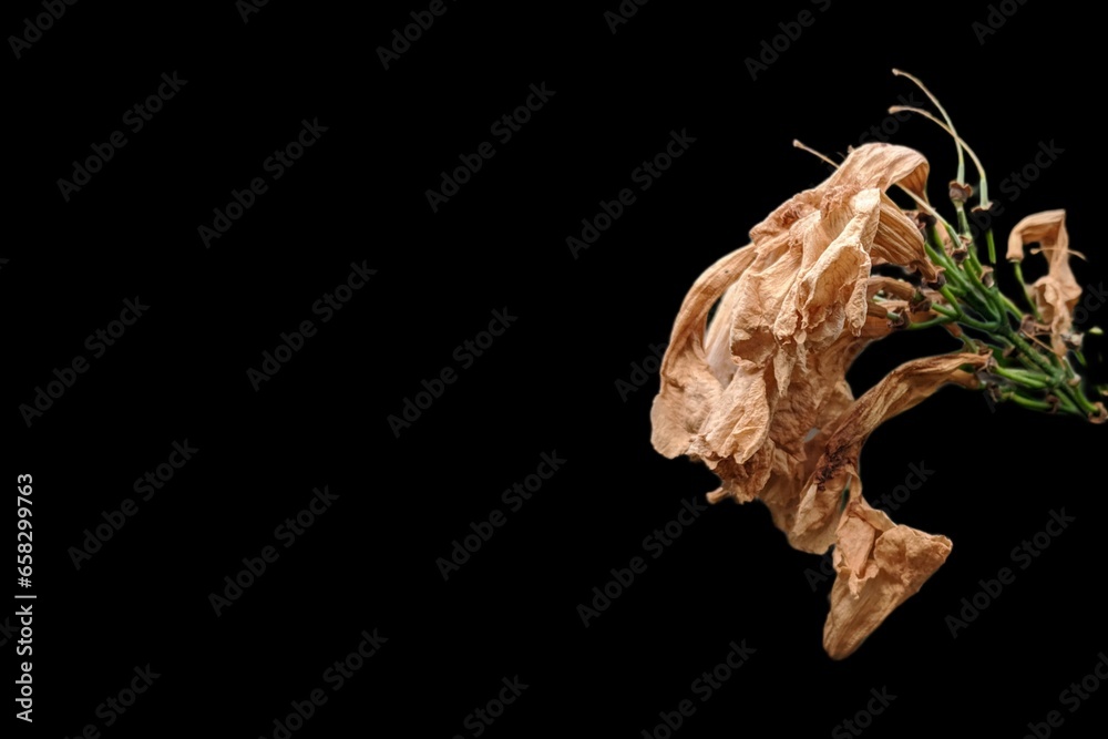 Withered dried flowers on a black background Withered dried flowers on a black background