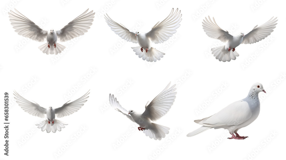 Obraz premium Bird, dove, flying, pigeon, animal, white, vector, wing, peace, nature, fly