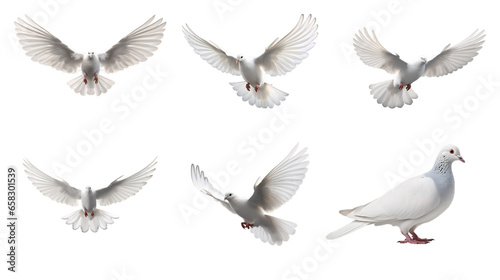 Bird, dove, flying, pigeon, animal, white, vector, wing, peace, nature, fly