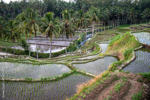 View of terraced rice fields