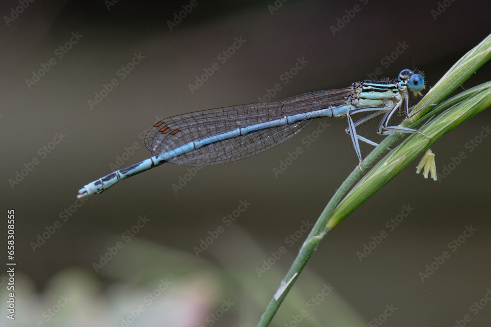 Platycnemis pennipes - le Pennipatte bleuâtre - Agrion à larges pattes -  Odonates.