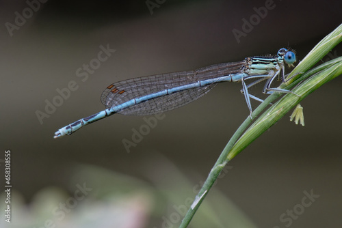 Platycnemis pennipes - le Pennipatte bleuâtre - Agrion à larges pattes -  Odonates.