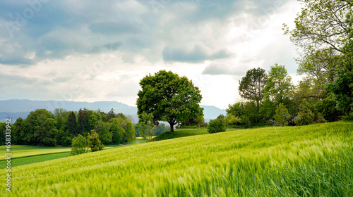 field and blue sky