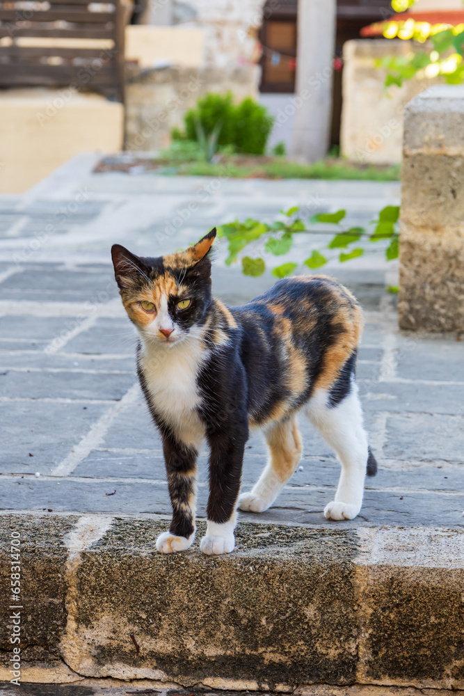 Wild street tabby cat. Cat in the streets. Wild street tabby cat. Cat in the streets.