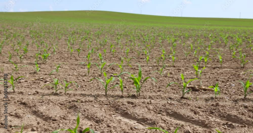 green corn sprouts in the spring season, an agricultural field where corn is grown green corn sprouts in the spring season, an agricultural field where corn is grown