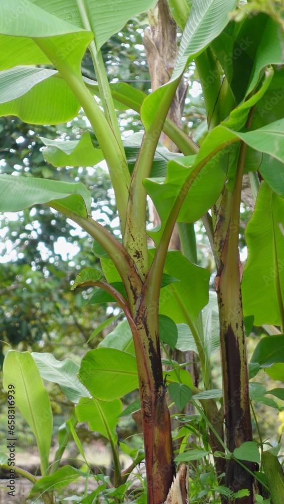 Green banana tree in the garden Green banana tree in the garden