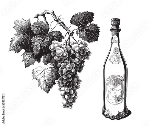 Grapes and bottle of wine hand drawn sketch in doodle style Vector illustration Vintage