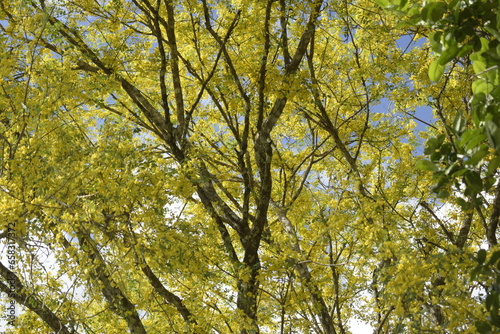 follaje del arbol corteza amarilla 