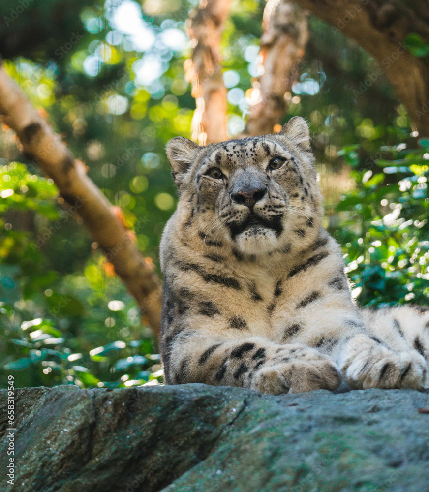 Obraz premium Snow leopard in the grass