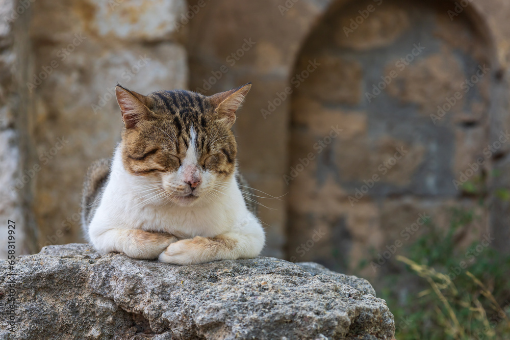 Wild street tabby cat. Cat in the streets. Wild street tabby cat. Cat in the streets.