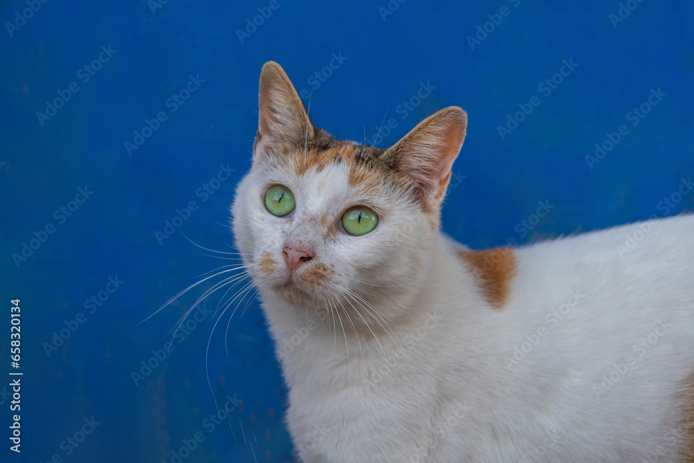 Wild street tabby cat. Cat in the streets. Wild street tabby cat. Cat in the streets.