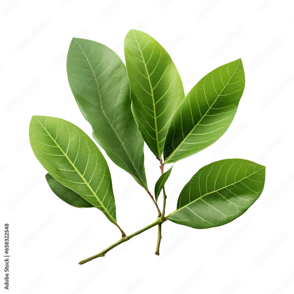 Fototapeta premium Green Guava leaves isolated on white background