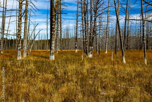 Stockings on the trees Yellowstone
