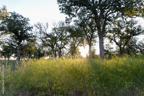 Sunrise in the fields