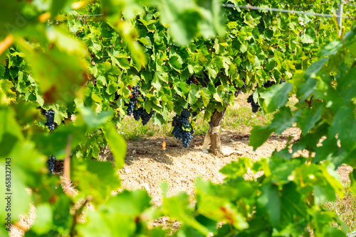 Mencia grape vines in Spain