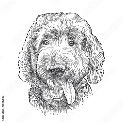 Hand drawn sketch of Labradoodle head with open mouth in black isolated on white background.