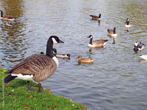 A family of wild geese and ducks swims in a pond and stands on the shore
