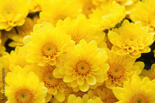 Yellow chrysanthemum flowers background