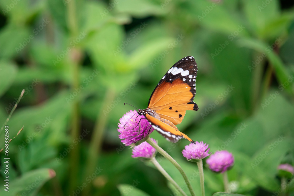 Yellow with black Butterfly on Violet Flowers with Blurred Green Background Yellow with black Butterfly on Violet Flowers with Blurred Green Background