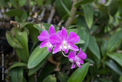 Purple or Dark pink orchid flowers (Dendrobium) blooming in the garden on green leaf background.