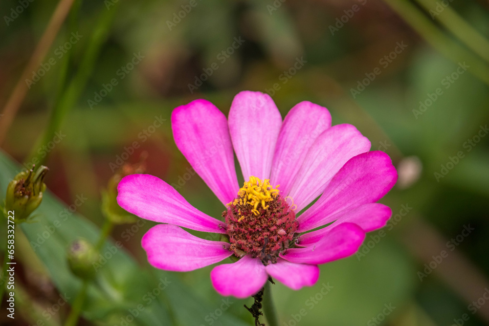 Pink zinnia flowers with green leaves background. Pink zinnia flowers with green leaves background.