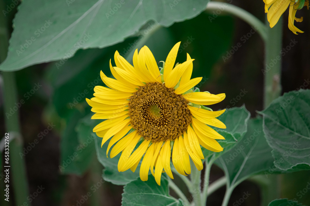 Fototapeta premium Close-up of a sunflower growing in a field of sunflowers during a nice sunny summer day with some clouds.
