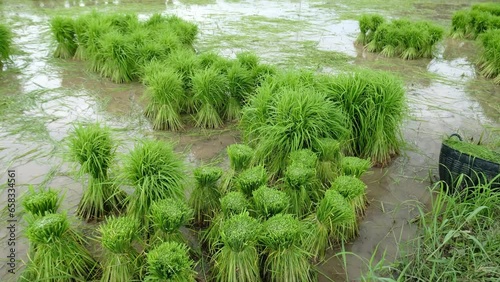 Rice sprouts or rice seedlings prepare for transplanting in farmland.