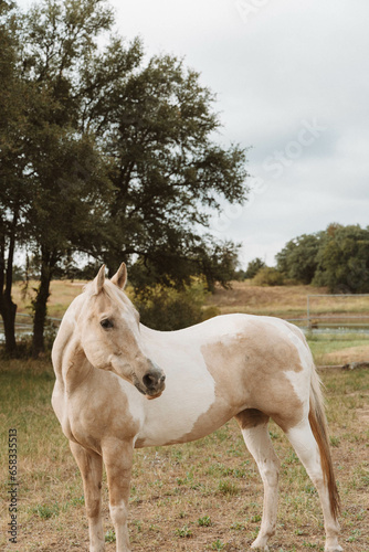  horse in the field