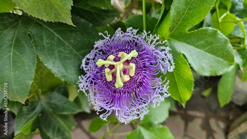 Bild auf Leinwand Macro photo of Passiflora incarnata flower in botanic garden.