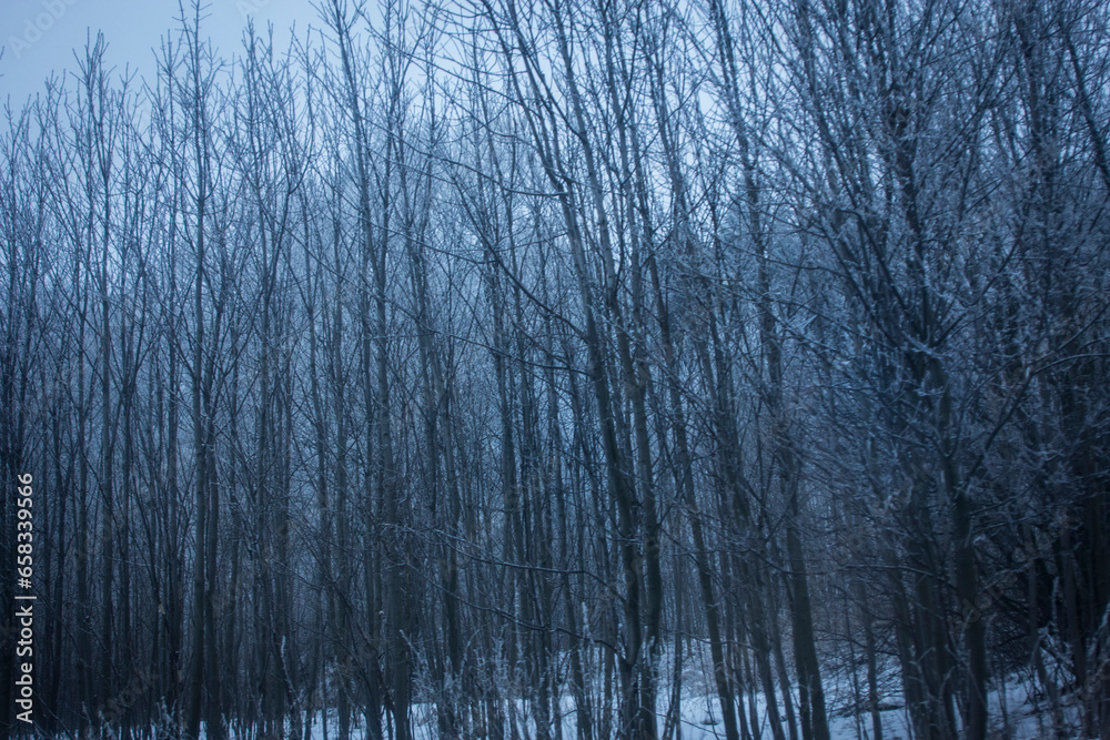 Fototapeta premium Winter ghosts