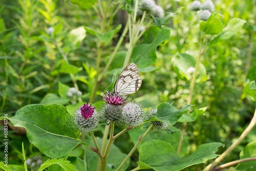 A butterfly sits on a burdock plant under the summer sun.