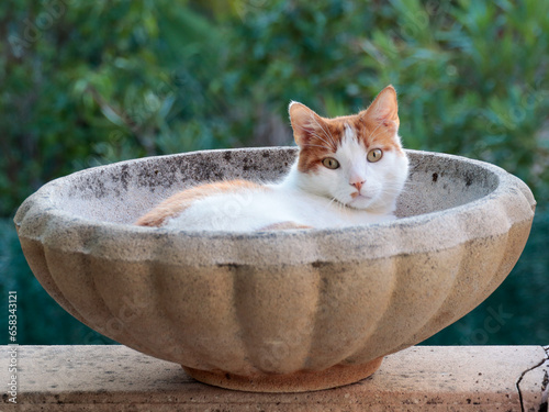 Chat dans le jardin 