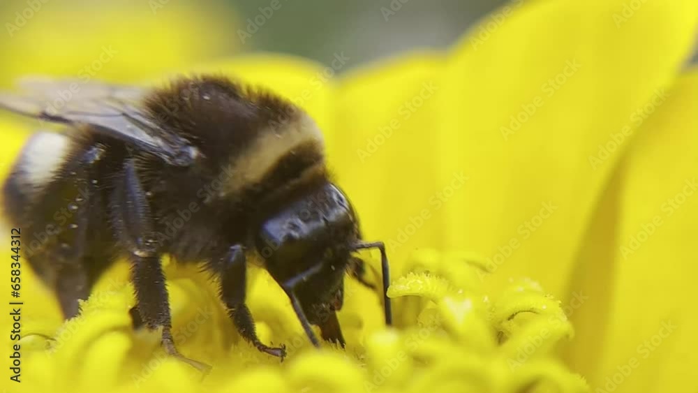 Bumblebee on a yellow flower- cynia collects nectar. Beauty is in nature. Close-up video.