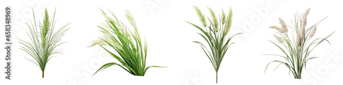 Grass Flower Hyperrealistic Highly Detailed Isolated On Transparent Background PNG File
