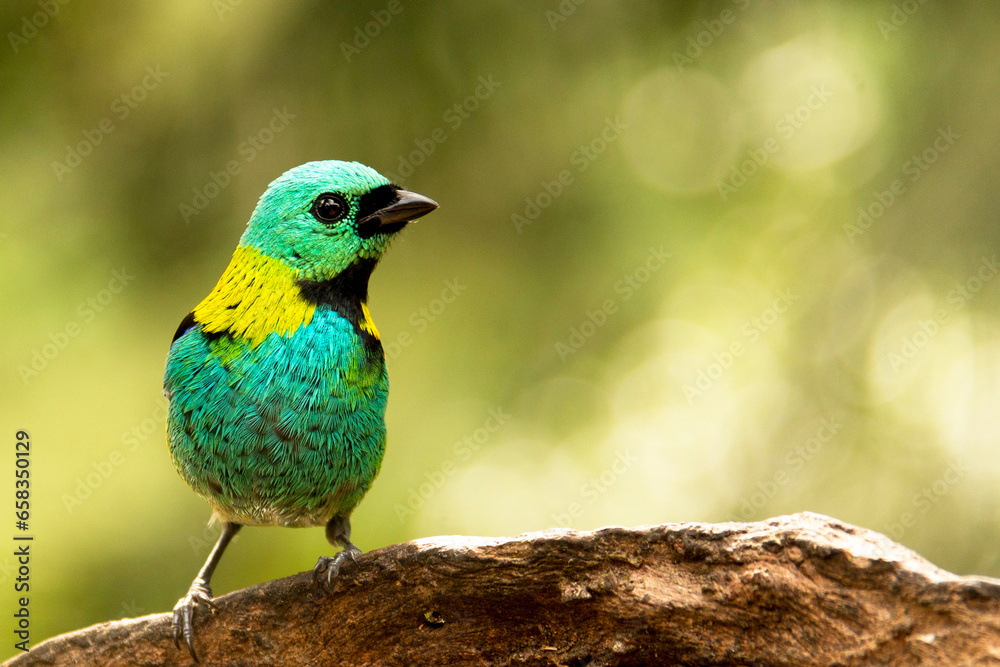 Saíra-sete-cores espécie de ave encontrada na Mata Atlântica Brasileira, São Paulo, Brasil.  