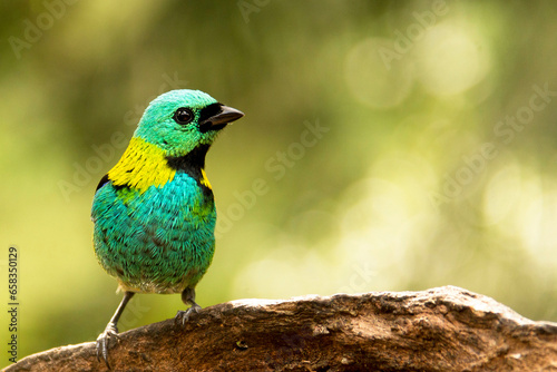Saíra-sete-cores espécie de ave encontrada na Mata Atlântica Brasileira, São Paulo, Brasil.   photo