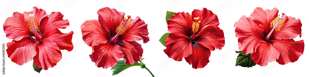 Hibiscus  Flower Hyperrealistic Highly Detailed Isolated On Transparent Background PNG File - obrazy, fototapety, plakaty 