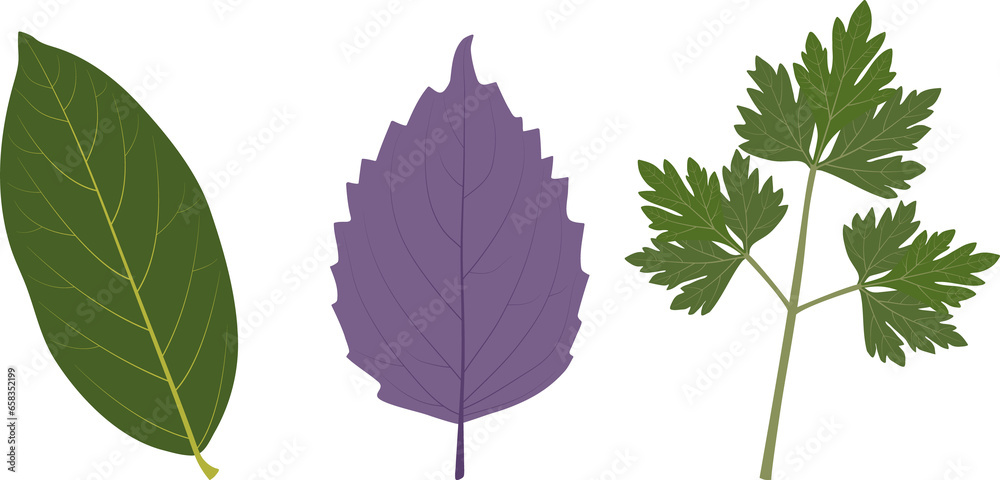 Bay leaf, basil, parsley. Culinary herbs. Bay leaf, basil, parsley. Culinary herbs.