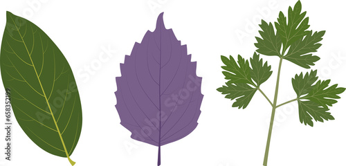 Bay leaf, basil, parsley. Culinary herbs.