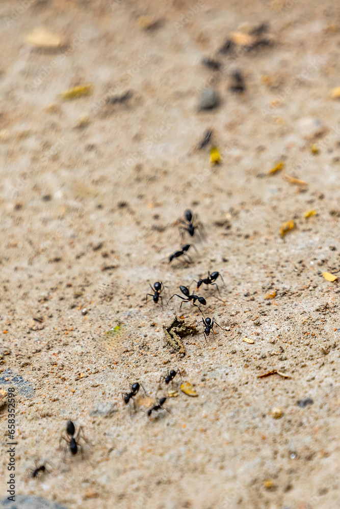 Ants moving in a row