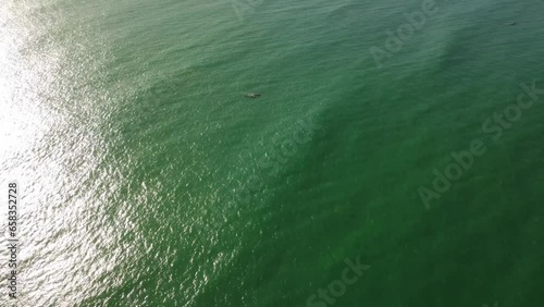 Whale mother and calf swimming in ocean, southern right whale.