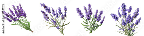 Lavender  Flower Hyperrealistic Highly Detailed Isolated On Transparent Background PNG File