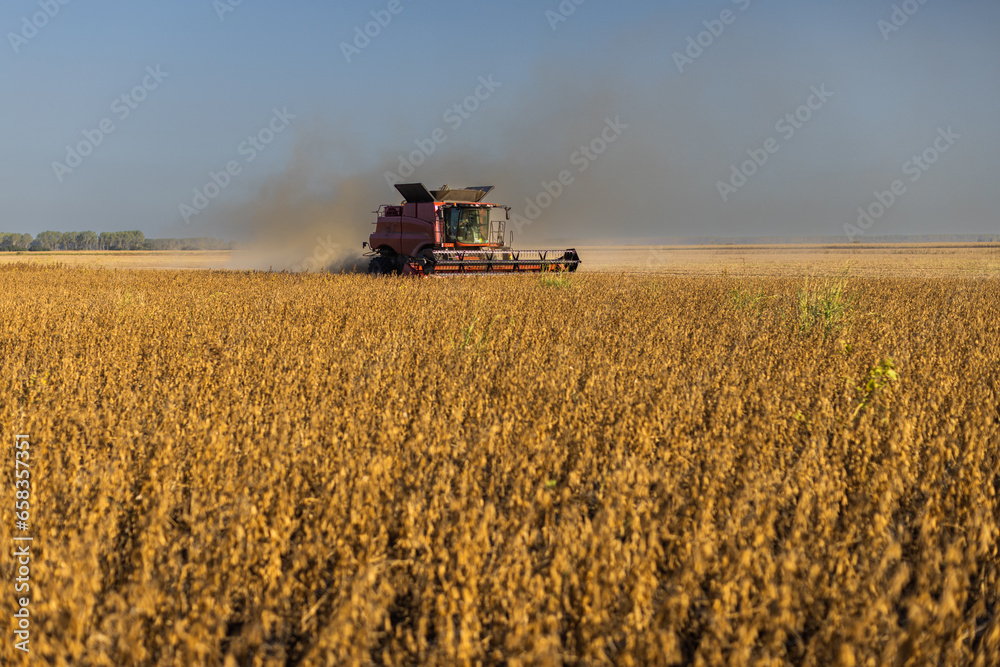 Naklejka premium Autumn harvest has begun on this soybean field