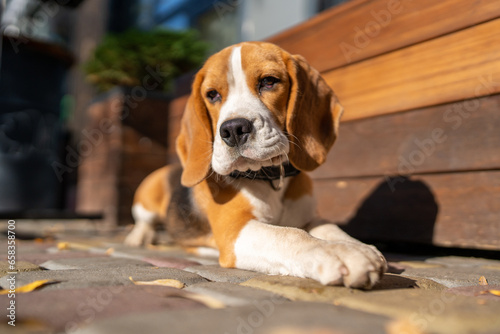 Beautiful and funny beagle puppy dog lies on the street near a cafe urban background. Cute dog portrait outdoor. Looking at camera