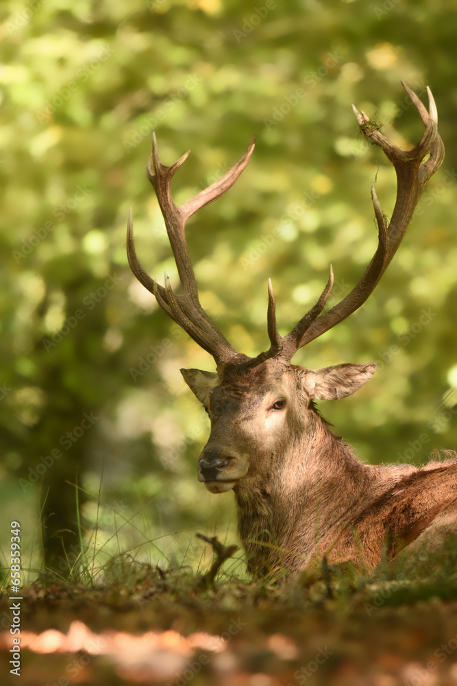 Rothirsch im Wald Rothirsch im Wald