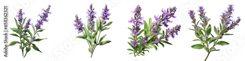 Meadow Sage  Flower Hyperrealistic Highly Detailed Isolated On Transparent Background PNG File