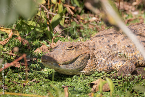 Brazilian Wildlife is very beautiful have many species with colorful variables. Are apes, lizards, mammals, felins, caimans and many others. photo