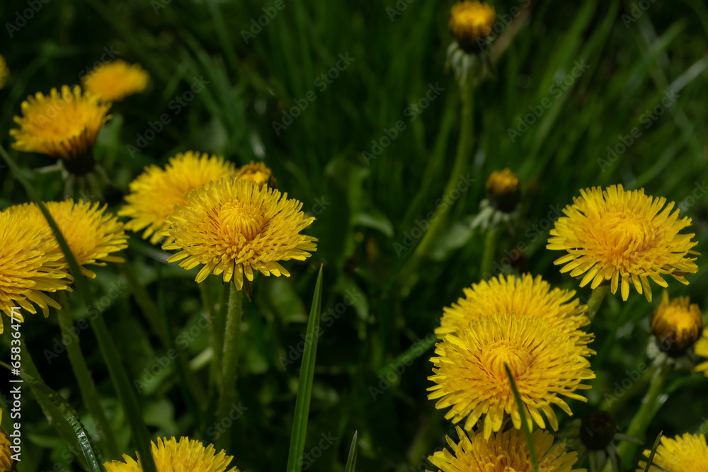 Yellow dandelion flowers on green grass background, close-up Yellow dandelion flowers on green grass background, close-up