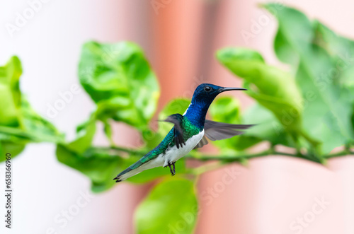White-necked Jacobin hummingbird, Florisuga mellivora, hovering in the air with blurred leaves in background