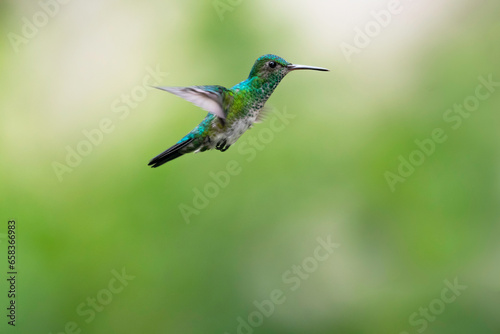Beautiful Blue-chinned Sapphire hummingbird, Chlorestes notata, flying in the air with green background